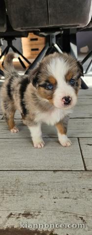 Chiot berger australien disponible pour adoption 