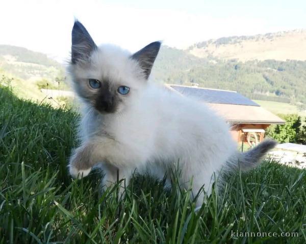 chaton ragdoll femelle à donner 