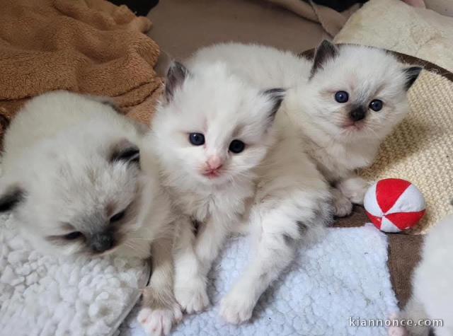 Adoption chatons disponible 