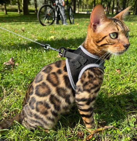 chatons Bengal à donner 