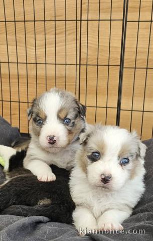 Chiot berger australien à donner 