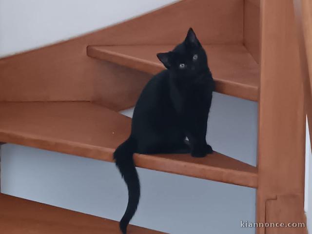 Chatons à donner femelle 