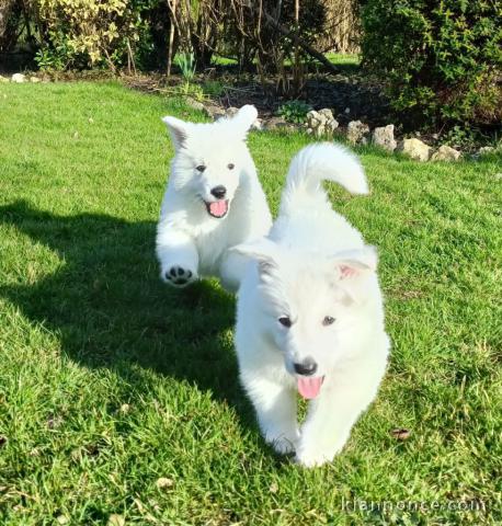 Magnifique chiot berger blanc suisse 