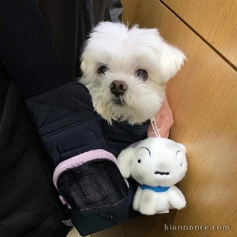 chiot bichon maltais à donner 