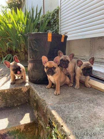 Adoption chiot bouledogue français 