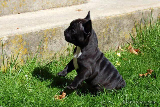 chiot bouledogue français disponible pour adoption 