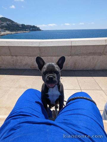 chiot bouledogue français adorable 