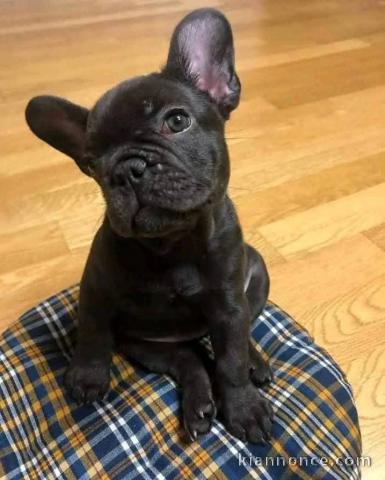 Je donne chiot bouledogue français 