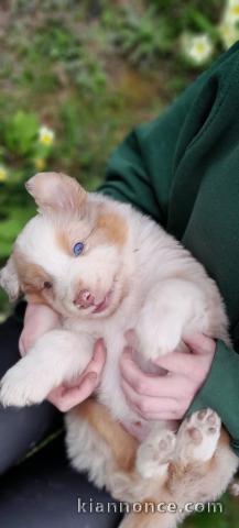 chiot berger australien mâle adorable 