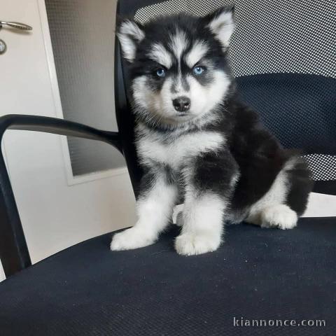 Chiot pomsky à donner 
