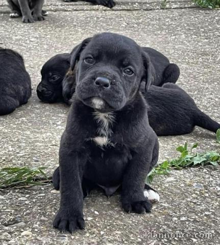 Cane Corso chiots à vendre
