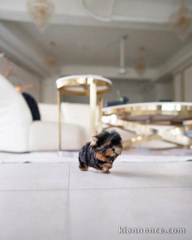 Femelle à donner chiot York 