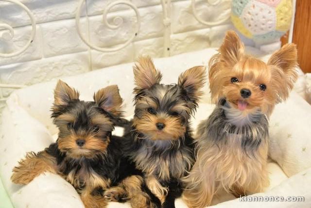 Adoption chiot bouledogue français 