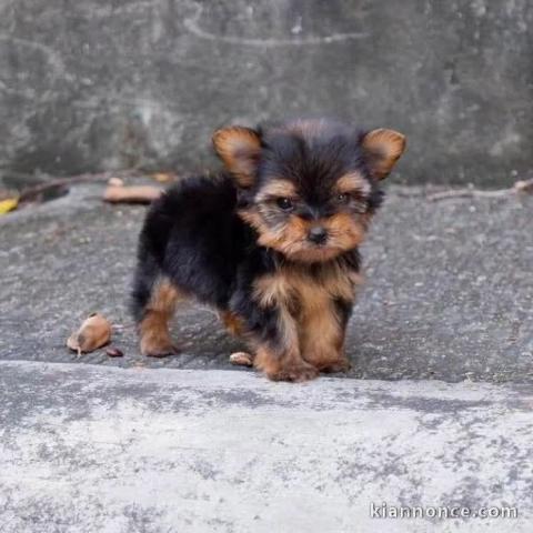 adorable chiot Yorkshire 