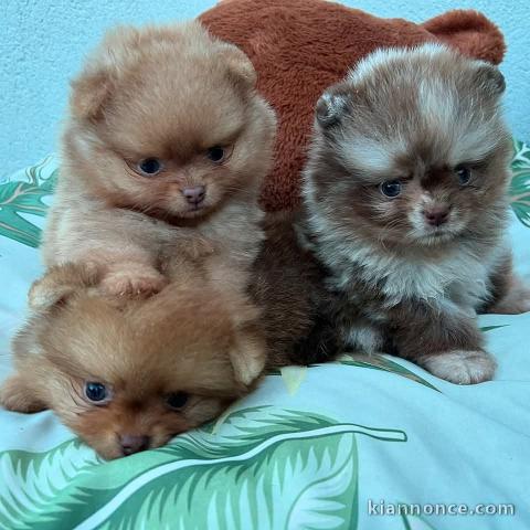 chiot spitz nain Poméranie à donner 