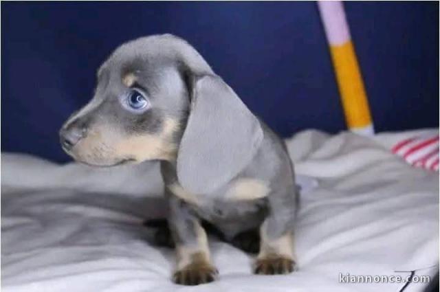 chiot teckel à donner 