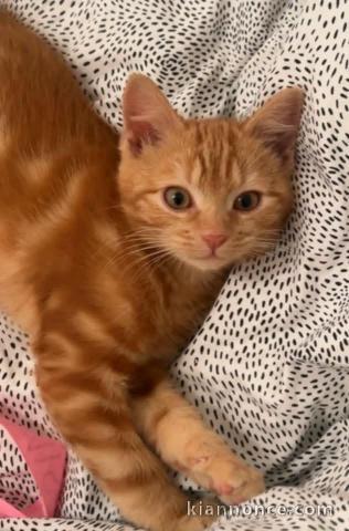 Chaton roux disponible pour adoption 