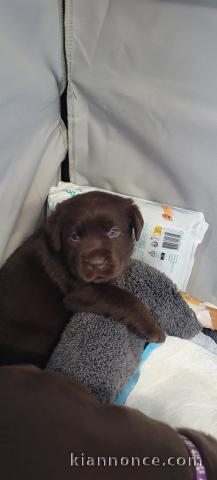 chiot labrador à donner 
