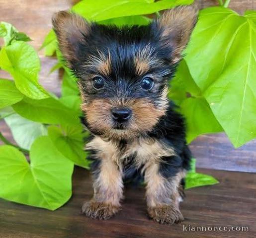 chiot Yorkshire terrier mâle et femelle à donner 