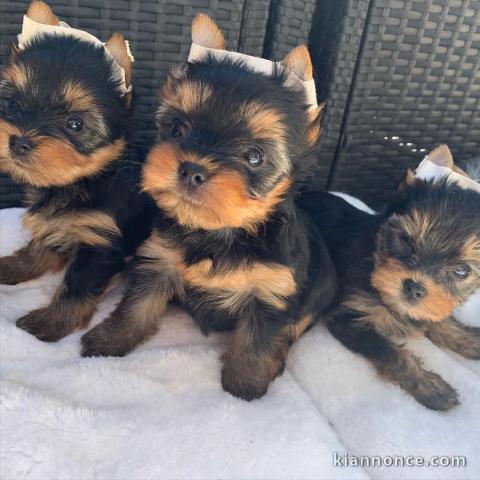 chiot Yorkshire à donner 