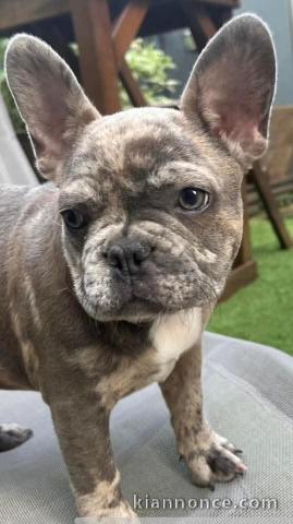 Je donne chiot bouledogue français mâle 