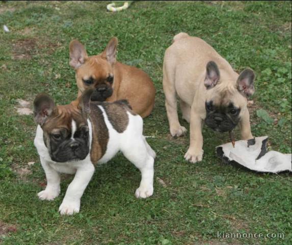 Chiot bouledogue français disponible pour adoption 