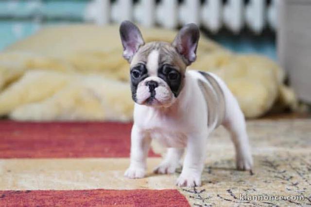 chiot bouledogue français disponible 