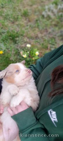 chiot berger australien lof à donner 