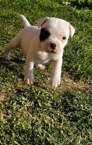 chiot staffie à adopter mâle 