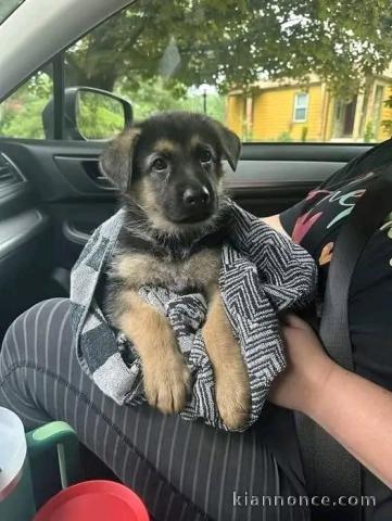 Je donne chiot berger allemand mâle 