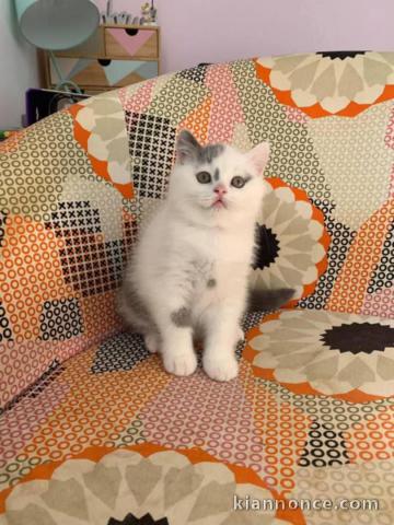 Chaton a donner intéressé inbox 