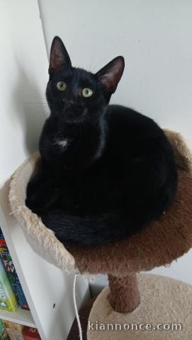 chaton noir à donner 