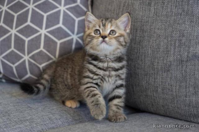 Chaton pour adoption 