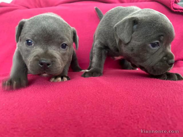 chiot staffie à donner mâle et femelle 