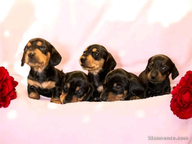 chiot Teckel nain à adopter 