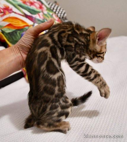 Chaton Bengal à donner urgent 