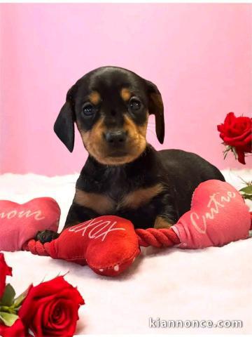 chiot teckel nain à donner 