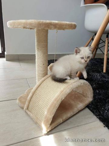 Je donne chaton disponible 