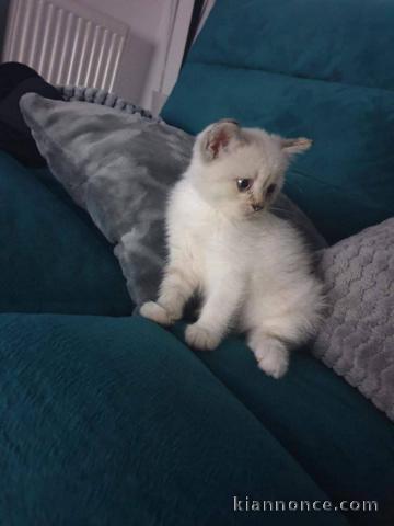 Un mâle chaton a donner urgent 