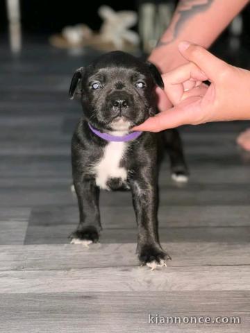 chiot staffie à donner 