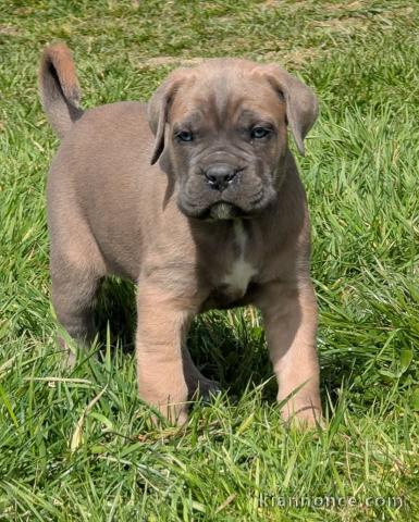 adorable chiot Cane Corso lof 