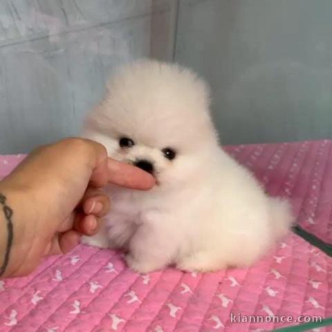adorable chiot spitz allemand 