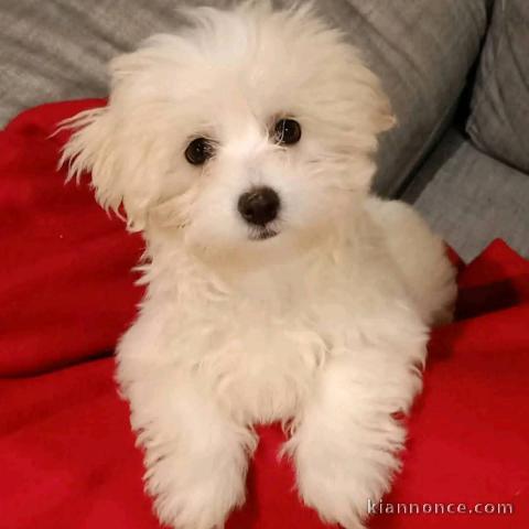 magnifique chiot bichon 