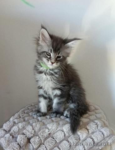 Chatons maine coon adorable 