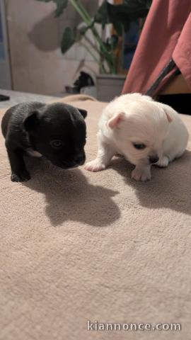 chiot chihuahua disponible de suite 