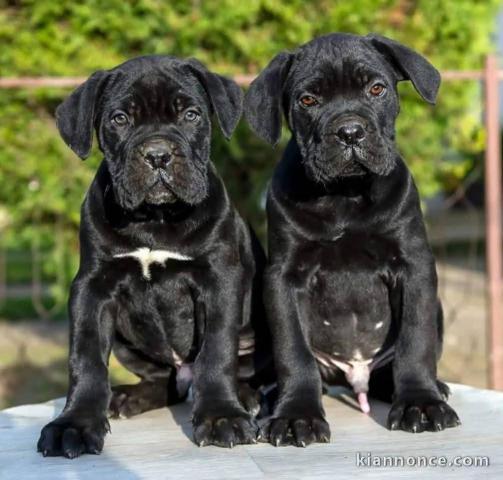 chiot cane corso à donner 