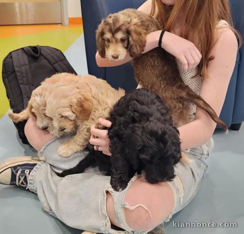 Chiot cockapoo à donner 