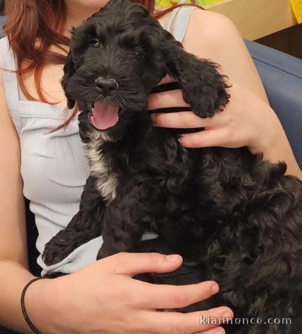 Je donne chiot cockapoo 