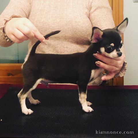 chiot chihuahua femelle à donner 