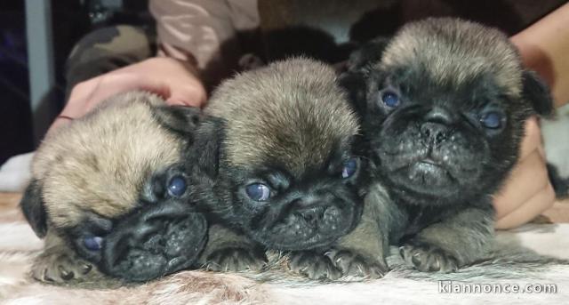 Chiot carlin disponible pour adoption 